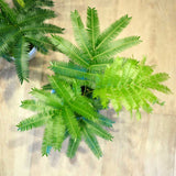 エバーフレッシュ 3.5号