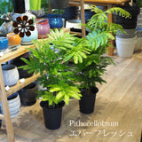 エバーフレッシュ 6号