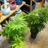 エバーフレッシュ 6号