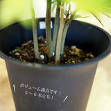 エバーフレッシュ 6号