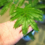 エバーフレッシュ 6号