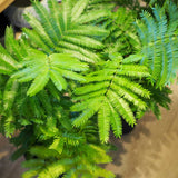 エバーフレッシュ 6号