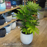 エバーフレッシュ 6号