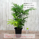 エバーフレッシュ 6号