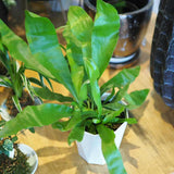 コウモリラン ビカクシダ 3.5号