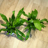 コウモリラン ビカクシダ 3.5号