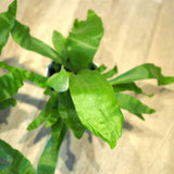 コウモリラン ビカクシダ 3.5号