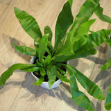 コウモリラン ビカクシダ 3.5号