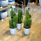 コウモリラン ビカクシダ 3.5号