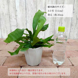 コウモリラン ビカクシダ 3.5号