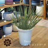 ユッカ ロストラータ 8号