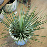 ユッカ ロストラータ 8号