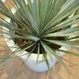 ユッカ ロストラータ 8号