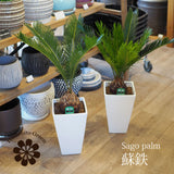 蘇鉄 6号 角型トール鉢