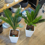 蘇鉄 6号 角型トール鉢