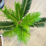 蘇鉄 6号 角型トール鉢