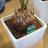 蘇鉄 6号 角型トール鉢