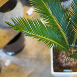 蘇鉄 6号 角型トール鉢