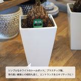 蘇鉄 6号 角型トール鉢