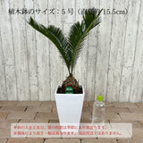 蘇鉄 6号 角型トール鉢