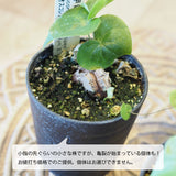 亀甲竜 ディオスコレア・エレファンティペス 2号 SSサイズ