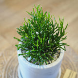 リプサリス セメントポットアレンジ 3.5号(10.5cm)