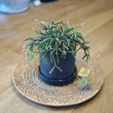 リプサリス セメントポットアレンジ 3.5号(10.5cm)