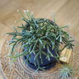 リプサリス セメントポットアレンジ 3.5号(10.5cm)