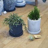 リプサリス セメントポットアレンジ 3.5号(10.5cm)