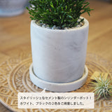 リプサリス セメントポットアレンジ 3.5号(10.5cm)