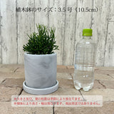 リプサリス セメントポットアレンジ 3.5号(10.5cm)