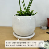 リプサリス アンジェラポット アレンジ 4号(11.5cm)
