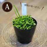 リプサリス アンジェラポット アレンジ 4号(11.5cm)