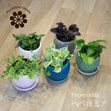 ペペロミア アンジェラポット アレンジ 4号(11.5cm)