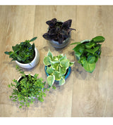 ペペロミア アンジェラポット アレンジ 4号(11.5cm)