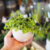 ペペロミア アンジェラポット アレンジ 4号(11.5cm)