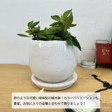 ペペロミア アンジェラポット アレンジ 4号(11.5cm)