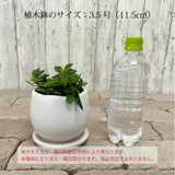 ペペロミア アンジェラポット アレンジ 4号(11.5cm)