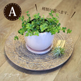 ペペロミア アンジェラポット アレンジ 4号(11.5cm)