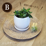 ペペロミア アンジェラポット アレンジ 4号(11.5cm)