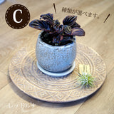 ペペロミア アンジェラポット アレンジ 4号(11.5cm)