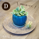 ペペロミア アンジェラポット アレンジ 4号(11.5cm)