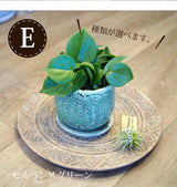 ペペロミア アンジェラポット アレンジ 4号(11.5cm)