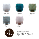 ペペロミア アンジェラポット アレンジ 4号(11.5cm)