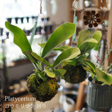 コウモリラン ビカクシダ 苔玉仕立て