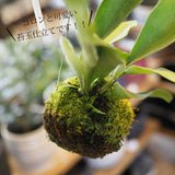 コウモリラン ビカクシダ 苔玉仕立て