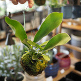 コウモリラン ビカクシダ 苔玉仕立て