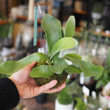 コウモリラン ビカクシダ 苔玉仕立て