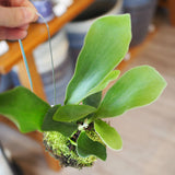 コウモリラン ビカクシダ 苔玉仕立て