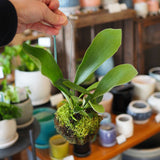 コウモリラン ビカクシダ 苔玉仕立て